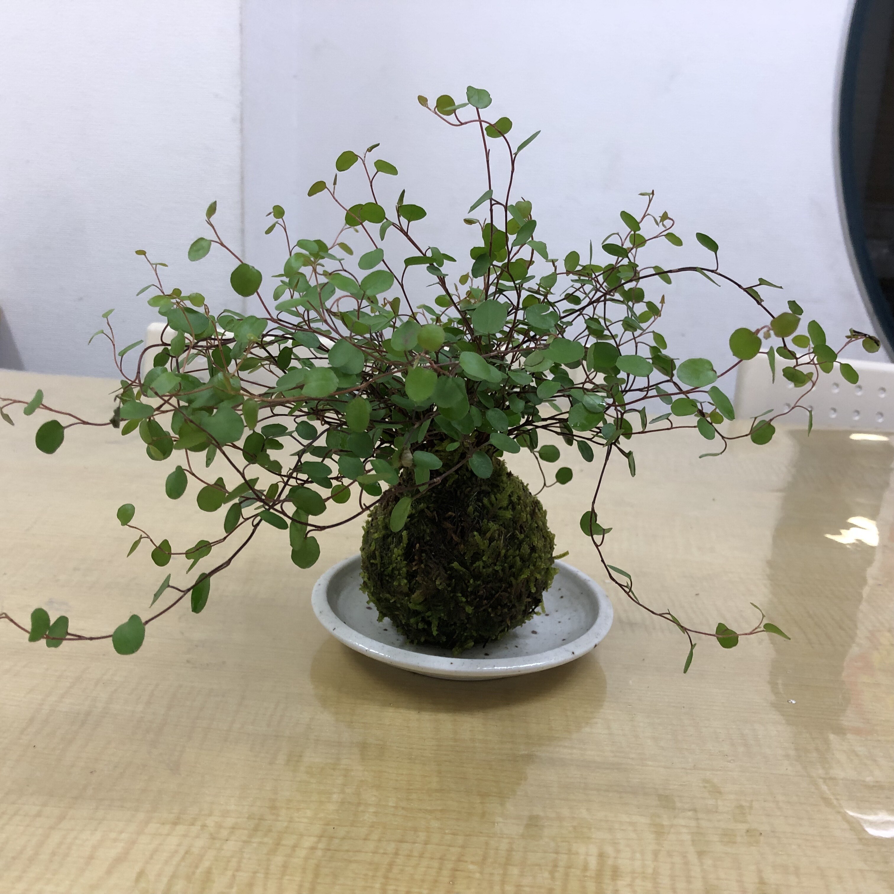 kokedama